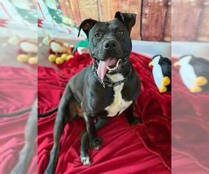 Labrador Retriever-Unknown Mix Dogs for adoption in Sacramento, CA, USA