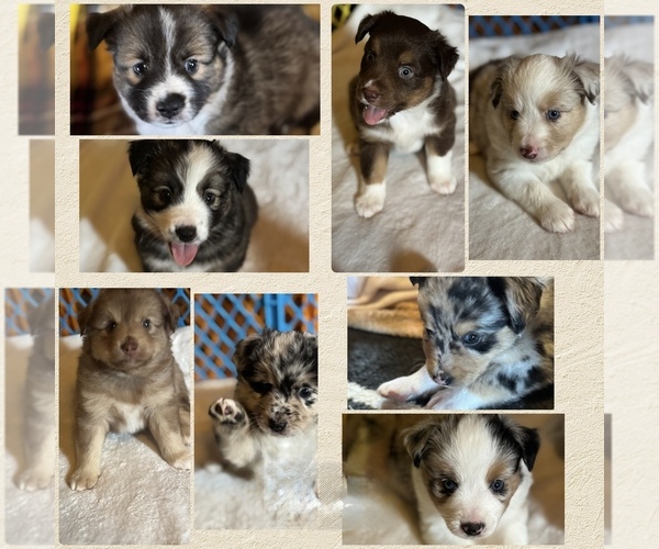 Medium Photo #1 Australian Shepherd-Miniature Australian Shepherd Mix Puppy For Sale in PETERSBURG, IL, USA