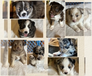Australian Shepherd-Miniature Australian Shepherd Mix Litter for sale in PETERSBURG, IL, USA