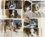 Small Australian Shepherd-Miniature Australian Shepherd Mix