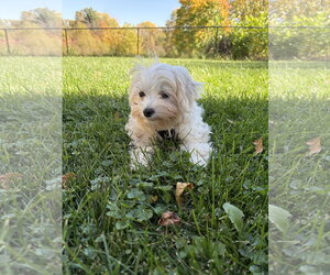 Mills - Male Maltese Dog for Adoption - Photo #3