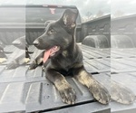 Small Photo #1 German Shepherd Dog Puppy For Sale in KINGWOOD, TX, USA