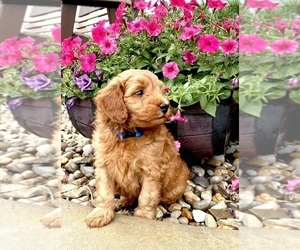Goldendoodle (Miniature) Puppy for sale in ARCOLA, IL, USA