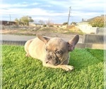 Small #12 French Bulldog