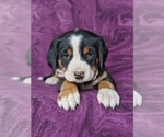 Small Photo #6 Greater Swiss Mountain Dog Puppy For Sale in CHRISTIANA, PA, USA