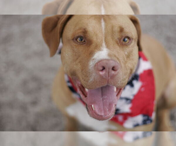 Medium Photo #13 American Staffordshire Terrier-Unknown Mix Puppy For Sale in Sanford, FL, USA