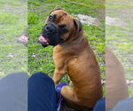 Small #1 Boxer
