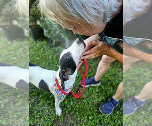 Mutt Dogs for adoption in Wakefield, RI, USA
