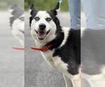 Small Siberian Husky