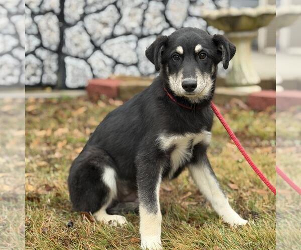 Medium Photo #2 Pyrenees Husky Puppy For Sale in Yardley, PA, USA