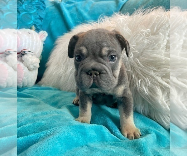 Medium Photo #52 French Bulldog Puppy For Sale in CORPUS CHRISTI, TX, USA