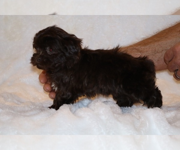 Medium Photo #13 ShihPoo Puppy For Sale in DYERSBURG, TN, USA