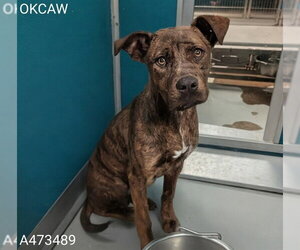 Mutt Dogs for adoption in Oklahoma City, OK, USA