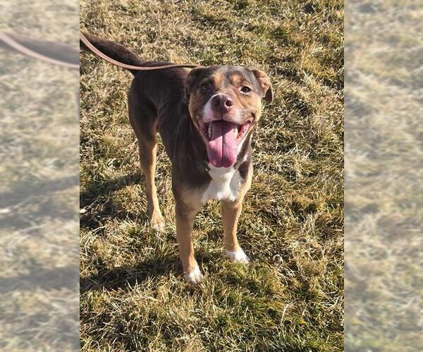 Medium Photo #1 Mutt Puppy For Sale in Ogden, UT, USA