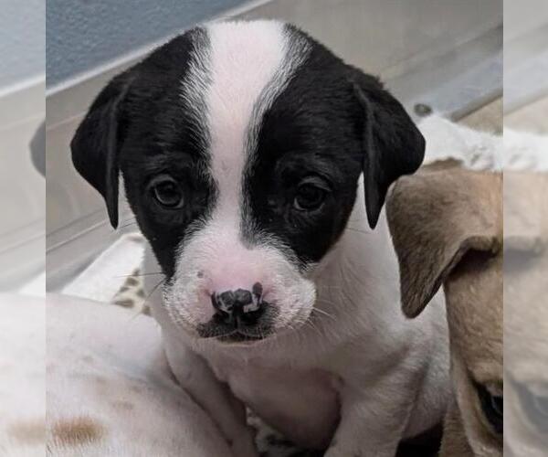 Medium Photo #1 American Staffordshire Terrier-Unknown Mix Puppy For Sale in San Antonio, TX, USA