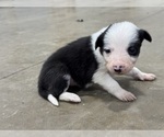 Puppy Puppy 2 Border Collie