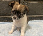 Small Photo #6 Chihuahua Puppy For Sale in NEVADA, TX, USA