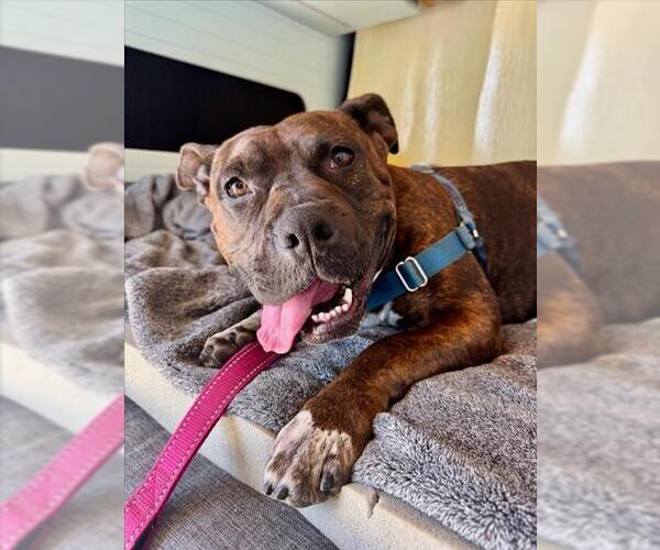 Medium Photo #3 American Pit Bull Terrier-Unknown Mix Puppy For Sale in Santa Barbara, CA, USA