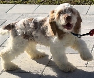 Cocker Spaniel Puppy for Sale in WEST PALM BEACH, Florida USA