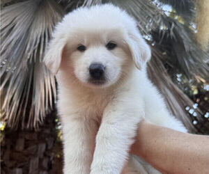 Pomeranian Puppy for sale in GRAND CANYON CAVERNS, AZ, USA