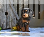 Small #4 Cavapoo