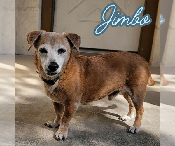 Medium Photo #19 Dachshund-Unknown Mix Puppy For Sale in San Antonio, TX, USA