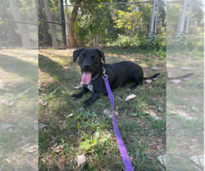 Dachshund-Unknown Mix Dogs for adoption in Elmsford, NY, USA