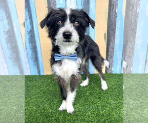 Mutt Dogs for adoption in Corona, CA, USA