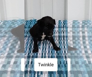 Mountain Cur Puppy for sale in CLARKRANGE, TN, USA
