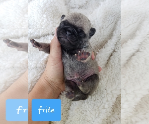 Medium Photo #6 Pug Puppy For Sale in BREEZY POINT, MN, USA