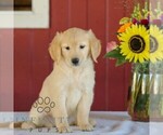 Small Photo #5 Golden Retriever Puppy For Sale in MANHEIM, PA, USA