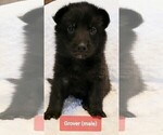 Small Photo #3 German Shepherd Dog Puppy For Sale in CULLMAN, AL, USA