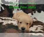 Puppy Green Paw Male Golden Retriever