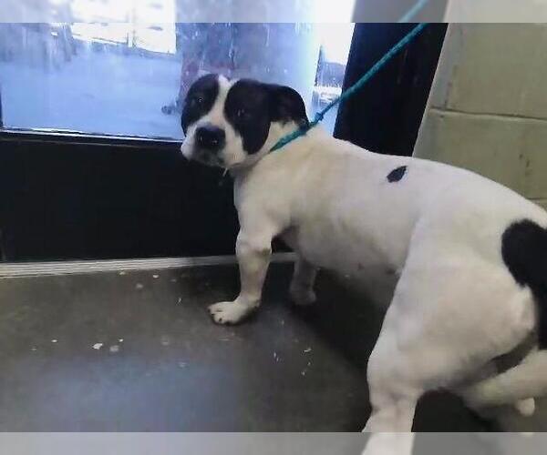 Medium Photo #1 Staffordshire Bull Terrier Puppy For Sale in Tulsa, OK, USA