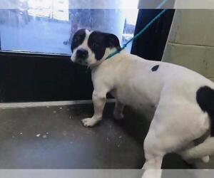 Staffordshire Bull Terrier Dogs for adoption in Tulsa, OK, USA