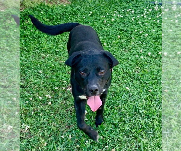 Medium Photo #2 Labrador Retriever-Unknown Mix Puppy For Sale in Boston, MA, USA