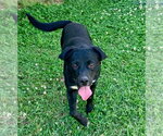 Small #1 Labrador Retriever Mix