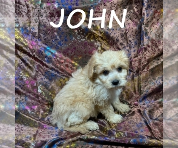 Medium Photo #2 Cavapoo Puppy For Sale in HARTLAND, MN, USA