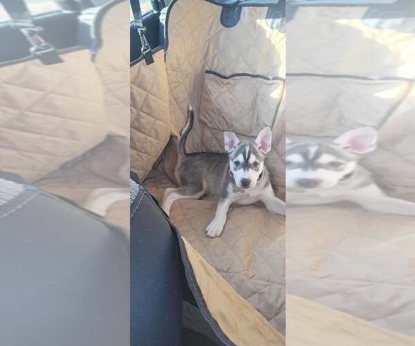 Medium Photo #9 Huskies -Unknown Mix Puppy For Sale in Holly Springs, NC, USA