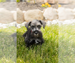 Small Photo #41 Schnauzer (Miniature) Puppy For Sale in MILLERSBURG, IN, USA