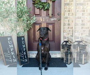 Labrador Retriever-Unknown Mix Dogs for adoption in Blacksburg, SC, USA