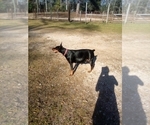 Small Photo #4 Doberman Pinscher Puppy For Sale in CONROE, TX, USA