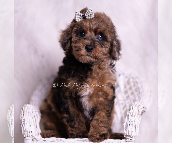 Medium Photo #1 Poodle (Toy) Puppy For Sale in WARSAW, IN, USA