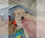 Small Photo #3 Golden Retriever Puppy For Sale in MESA, AZ, USA
