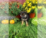 Puppy 7 German Shepherd Dog