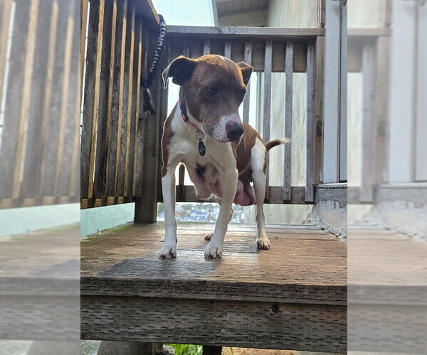 Medium Photo #9 Mutt Puppy For Sale in Pacifica, CA, USA