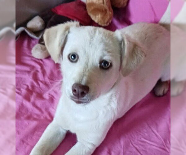 Medium Photo #1 Chihuahua-Unknown Mix Puppy For Sale in Canton, CT, USA