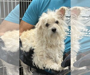 Maltese-Unknown Mix Dogs for adoption in Royal Palm Beach, FL, USA