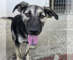 Small #8 Retriever  Mix