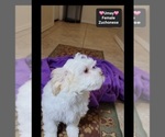 Small #1 Havanese-Zuchon Mix